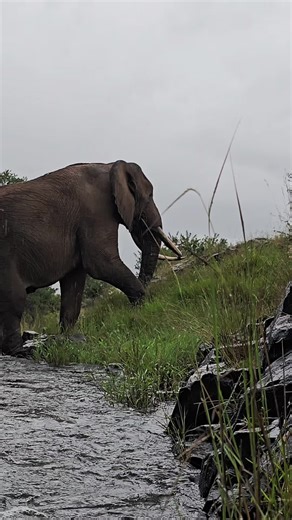 Crossing the River: A Safari Adventure