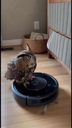"Oh My Gosh!" - Majestic Owl Casually RIDES Robot Vacuum!