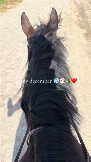 happy december yall ❄️🎅🏻🎄❤️ #holidayvibes #merrychristmas #horses #winter #fyp