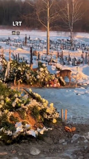 Neįprastas vaizdas: stirnos užkandžiauja Vilniaus kapinėse