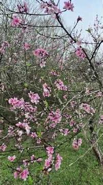 Blooming Artic Star Nectarine Growing in Texas Zone 9a.