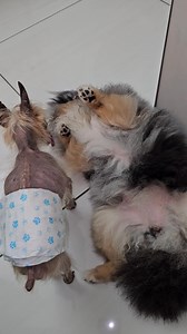 506K views · 5K reactions | That's enough little Bean Sprout - Gidget #petlovers #pets #dogs | Girl With The Dogs | Facebook