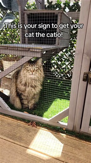 This is your sign to get your cat the catio!