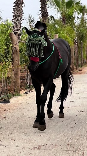 #tbourida_style_life_style_heros #maroco🇲🇦algeria🇩🇿tunisia🇹🇳 #tbourida_maroc✌️👌🏻khouribgha_bnikhlaf #tbourida_fkih_ben_saleh #gharbawa🇲🇦 #maroc🇲🇦 #maroc🇲🇦 #tbourida_morrocan_culture #itly🇮🇹 #kénita_59 #bardiya #lkhayalaa🐎 #tiktok #fantazia #khayl #tbourida #tbourida_time