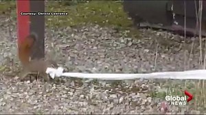 361K views · 572 reactions | WATCH: Most times, campground critter...