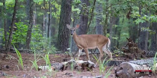 Contagious deer disease suspected in Edgecombe County