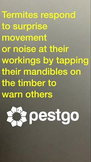 What does a white ant (termite) sound like? #insects #pestsolutions #firewood #termites