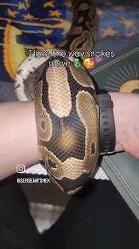 Sage is now 1500 grams. He is our first ball python, and the one who started it all 🐍#snake