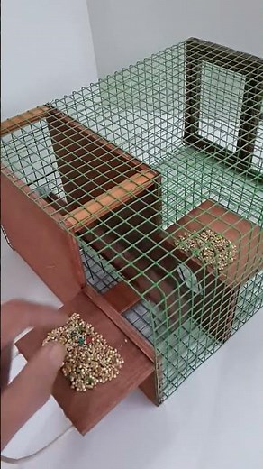 Sparrow Trap Repeating