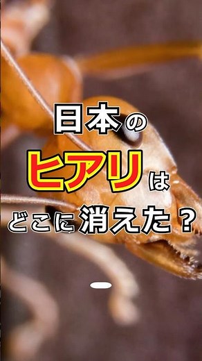 日本のヒアリはどこに消えたのか#生態解説 #日本生物 #ヒアリ #ゆっくり解説