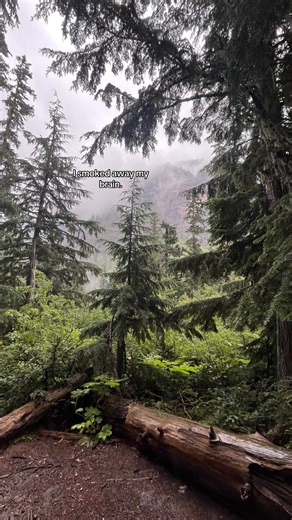 awesome #nature #fyp #likes #comments #trees | trees