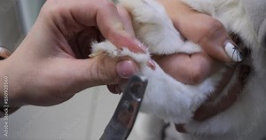 On the white foot of a rabbit, the doctor cuts the claws with scissors close-up. A domestic rabbit with long claws came for a nail clipping. The concept of pedicure in rodents.