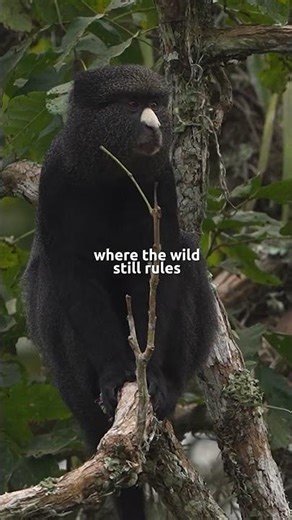POV: The rawest river safari in Africa | Congo Basin | Ukuri