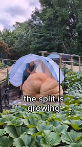 don't know how long she'll last 🎃⛈️🦈#giantpumpkin #gardening #pumpkin #plants #vegetables #garden #halloween | northeastgiantpumpkin