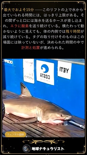 🦈水の外にいられるのはたった15分🦈