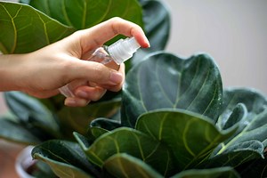 How Often to Water Your Fiddle Leaf Fig and Other Watering Tips
