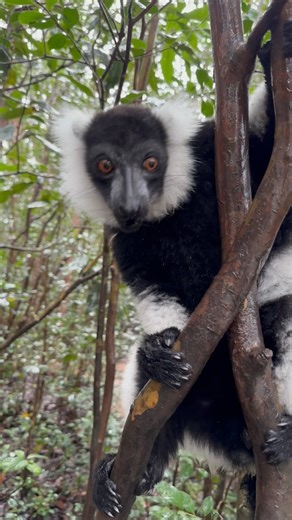 Come and see this amazing black-and-white ruffed Lemur. Sadly an endangered species due to deforestation - these beautiful animals deserve our best conservation efforts! 🙌🏻🐒 • • • #lemur #animals #endangeredspecies #amazing #cool #fyp #animallovers #instagood #reelsinstagram #viralvideos #ivancarter #livingmybestlife #makingadifference #ecosystem | Ivan Carter