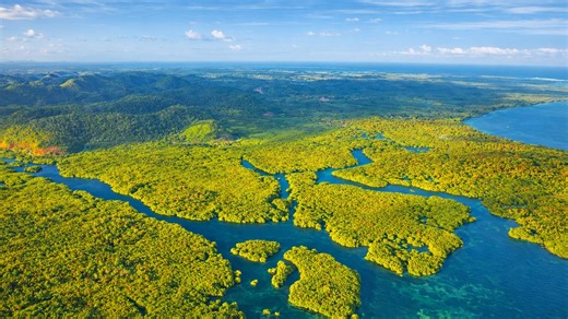 Endless jungle life in the Amazon rainforest