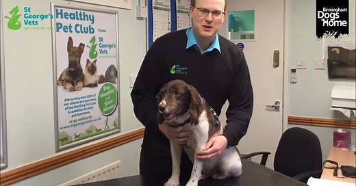 ***Alabama Rot Explained*** There have been many reports of Alabama Rot over the last few weeks and it is something that not everyone has heard of. We wanted to help our supporters understand the disease but most importantly know the signs of what to look out for. We have teamed up with St George's Vets in Wolverhampton to give you their expert advice and to answer some of the questions that you have been asking. Top Tips * Wash your dogs after walks especially the paws, legs, tummy and face * E