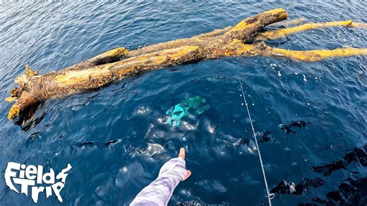 We found a tree ten miles offshore loaded with fish