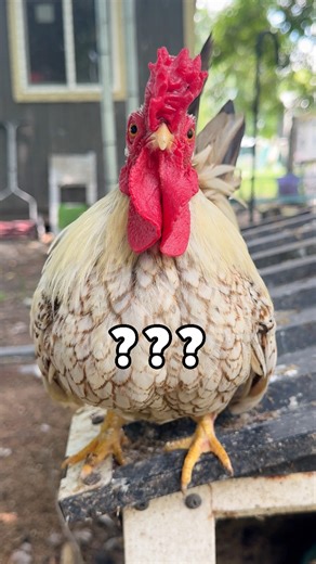 What did the annoyed chicken say?😆 | Gulf Coast Cluckers