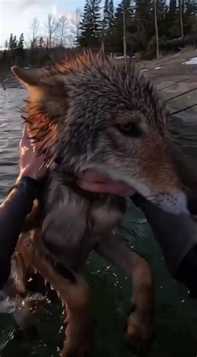 Calm Wolf Rescue ASMR | Gentle Water Sounds
