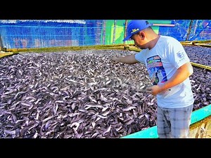 You Won't Believe this ( 40,000 new fry ) - Catfish Natural Breeding & Additional Natural mud Pond!