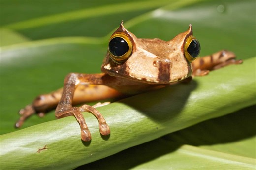 What's Threatening the Horned Marsupial Frog?