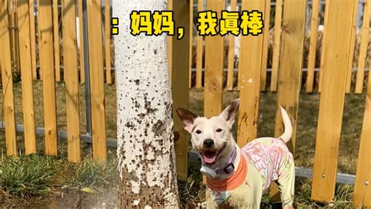 杰克罗素梗你就养吧