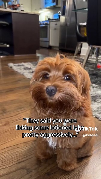 #cockapoo #puppytiktok