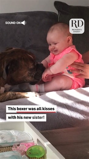 7.2K views · 90 reactions | This baby girl loved spending time with her Boxer dog! #dogs #babies #cutebabies | Reader's Digest | Facebook