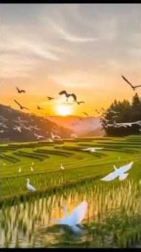 Countryside Serenity 🌾 | Relaxing Rice Field Scenery.