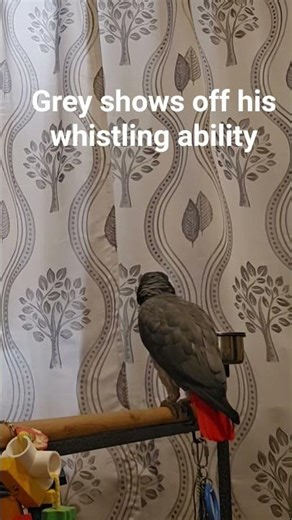 Talented Parrot whistling
