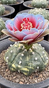 Astrophytum asterias AI Art｜#succulent #cactus #flowers #potted #plant｜SprezeLand | 張春風