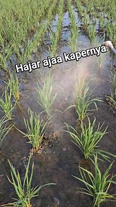 Sapi bersih kaper #sundep | Alif Susanto