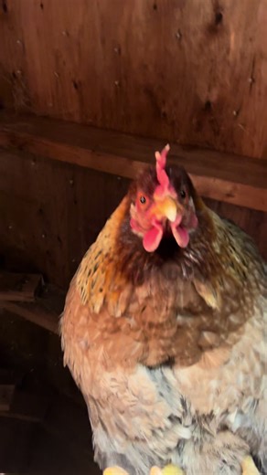 Caring for Chickens: Daily Routine and Fun Challenges