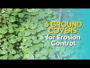 Top 5 Groundcovers for Erosion Control