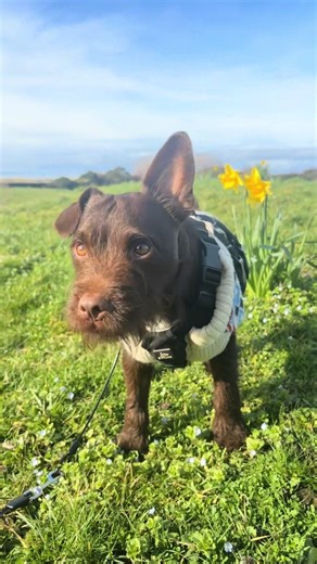 Scoob's Spring Adventures in the Trees