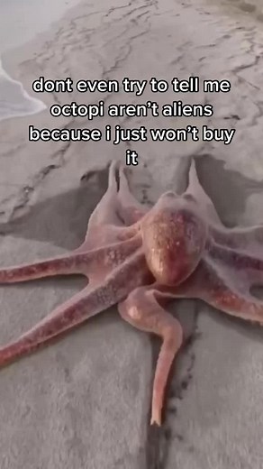 Are Octopuses Aliens? Exploring Their Origins
