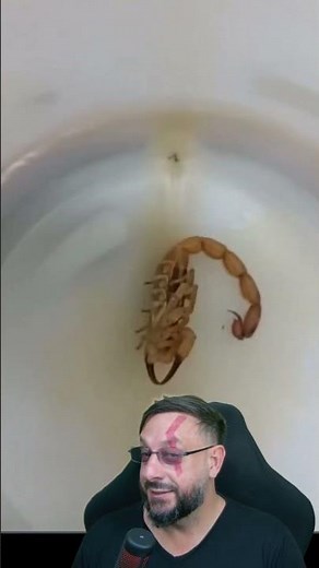 Never trust a scorpion; it can play dead.