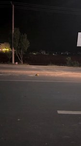 Terrifying Moment as a Turtle Nearly Gets Run Over at Night — But a Heartwarming Escape at the End! | Kawsaruzzaman Molla