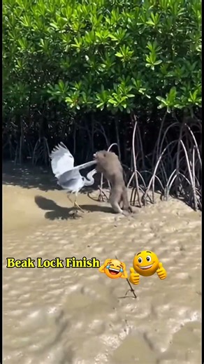 Macaque Charged, Heron Closed