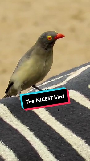 The Kindness of the Oxpecker: Nature's Helpful Companion