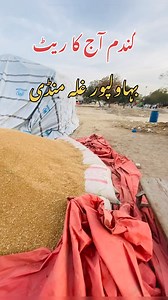 1.6M views · 31K reactions | Today wheat price in bahawalpur galamandi #agriculture #wheat #farming | Hum Kissan Hamara Pakistan2 | Facebook