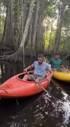 Exploring the Amazon Rainforest and Its Biodiversity