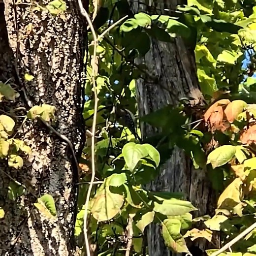 Outdoor Mexican cooking