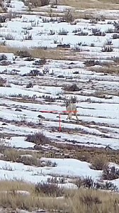 3.9K views · 94 reactions | Double Down  ICOtec Outlaw + Predator Call | Wilson Combat Tactical Hunter 6.5 Creedmoor | Lehigh Defense, LLC 130 Grain CC bullet | Diligent Defense Co. Suppressors ATN X-Sight Day/Night Optic #ttsignaturesounds #icotec #atn #wilsoncombat #lehighdefense #65creedmoor #predatorhunting #coyotehunt #coyotehunting #coyote #hunt #hunting #familytime #familyfun #outdoors #outdoor #dirtnap #DRT #epic #predatorcontrol #predatorhunting | Coyote Down | Facebook