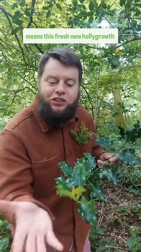 The Miracle of Mullein: Nature's Lung Healer! 🫁 Mullein is a very special plant with extraordinary lung-loving health benefits, used for thousands of years to treat respiratory issues. 🌸 Mullein helps alleviate chest discomfort, making it easier to breathe and feel better. 🌱 Its Antibacterial, Antiviral, & Anti-inflammatory: This powerful trio helps heal and protect your lungs from infections and inflammation. 💦 A Powerful Expectorant: Mullein aids in clearing mucus and infections from the l