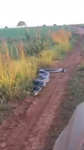 Giant Green Anaconda Encounters in Various Locations