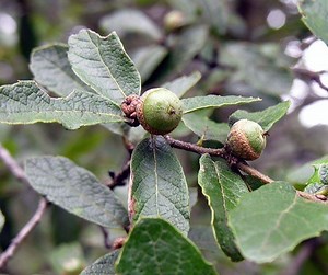 Quercus castanea - Alchetron, The Free Social Encyclopedia